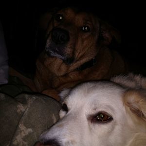 Meet your Posher, Randall